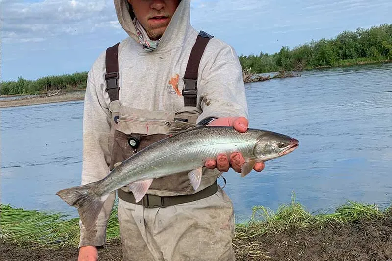 Arctic Char caught on the Mulchatna River