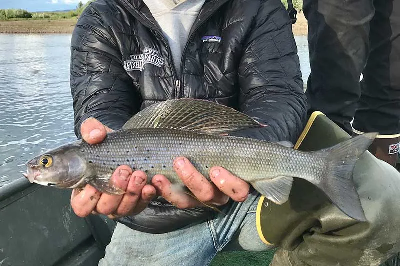 Arctic Grayling caught on the Mulchatna River