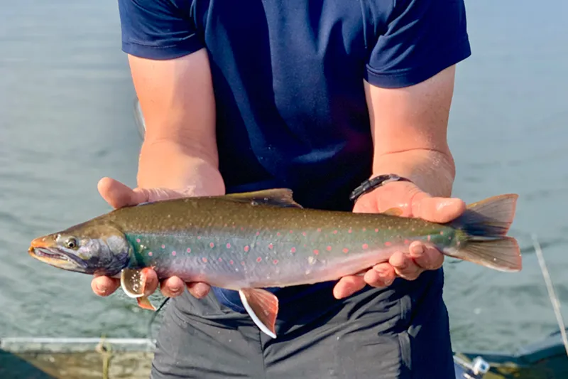 Dolly Varden caught on the Mulchatna River