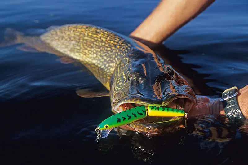 Northern Pike caught on the Mulchatna River