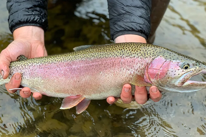 Rainbow Trout caught on the Mulchatna River