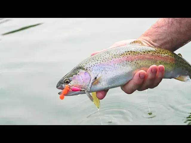 A fresh rainbow trout catch