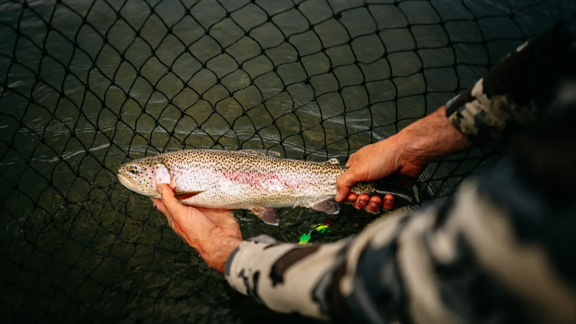 Angler releasing a rainbow trout in a landing net